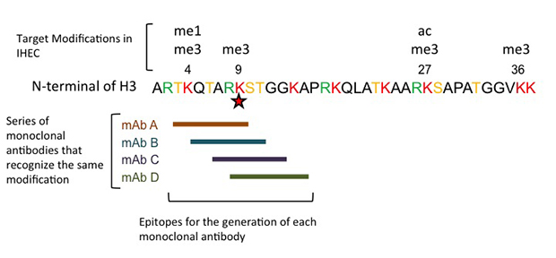 Figure1 oligo-clonal antibody