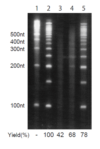 図４　バイサルファイト処理におけるDNAの分解