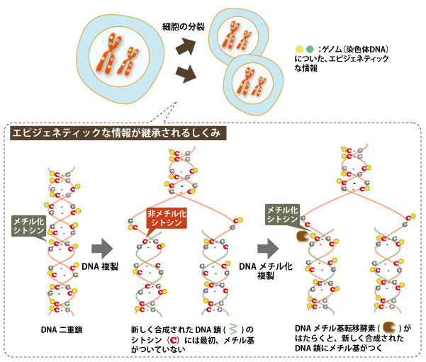 （図3）DNA複製とDNAメチル化複製 