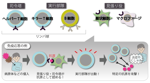 （図１）免疫担当細胞のはたらき
