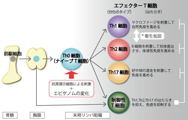 （図3）ヘルパーT細胞の分化とはたらき 